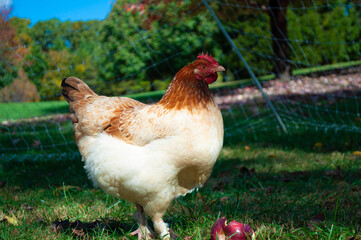 chicken hen in yard with fence close up 