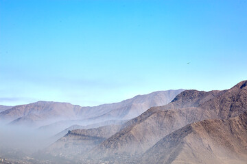 Fototapeta premium Condores