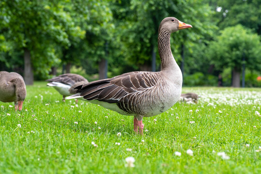 Gans