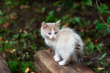 Adorable white kitten with blue eyes walking in summer