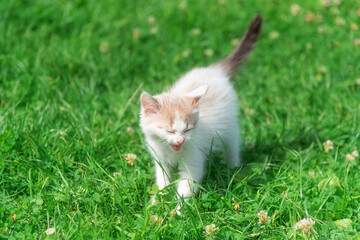 Adorable white kitten with blue eyes walking in summer