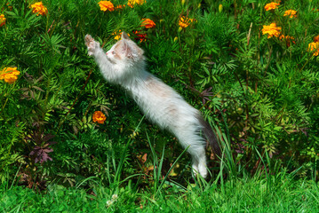 Adorable white kitten with blue eyes walking in summer