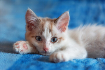 Portrait of a white kitten with red stripes, on a blue soft blanket. The cat is resting on the bed.