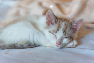 The cat is resting on the bed in a beige sweater.