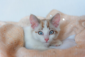 Portrait of a white kitten with red stripes and blue eyes on a white background. The cat is resting on the bed.