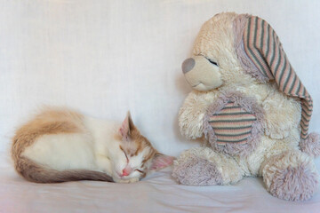 The cat is sleeping on the bed and there is a toy bear next to it.