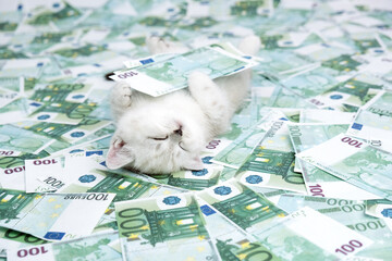 Kitten and cash. The cat lies on the money and hugs a euro bill.