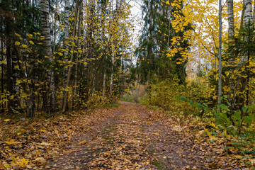 Fototapeta premium Autumn forest road surrounded by trees.