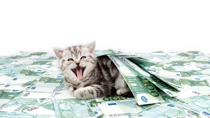 Kitten and cash. The cat lies on the money under the euro bills isolated on a white background.