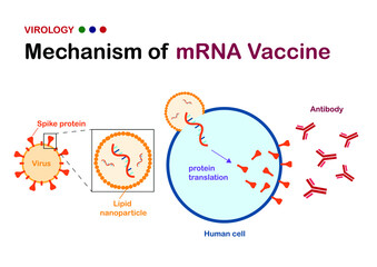 virology diagram explain mechanism of mRNA vaccine against virus