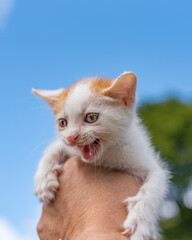 A man holds a frightened little white-red kitten on his outstretched hand.
