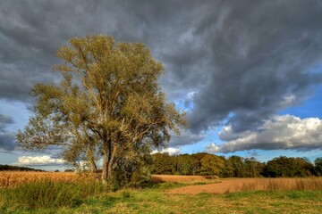 Paysage et arbre sous un ciel d'orage.