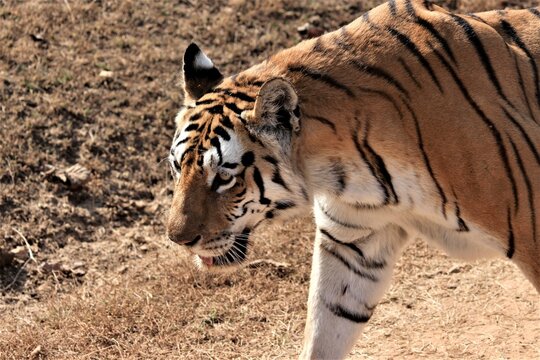 Famous Tigress Collarwali Spotted In Pench Tiger Reserve India