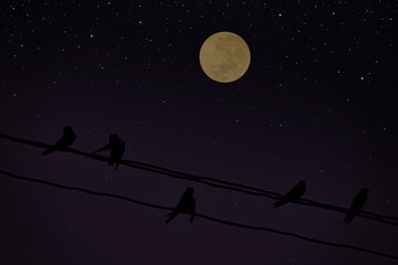 Obraz na płótnie Canvas Full moon with bird silhouette on electric wire in the night.
