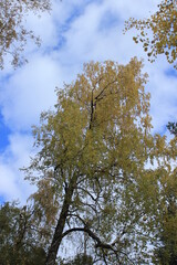 A tree with yellow leaves on the branches. Russia.