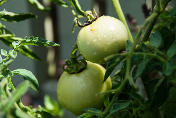 tomato plant