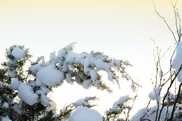 Snow on branches of juniper in Texas winter landscape.