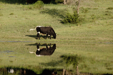 Crossbred bull in rural Texas landscape with reflection by pond water while grazing.