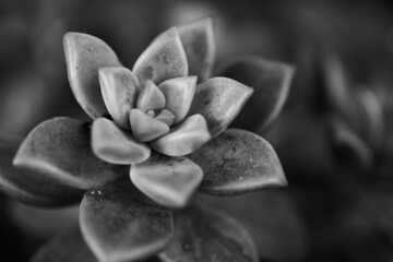 Macro close up of succulent plant in black and white.