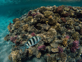 coral reef with fish