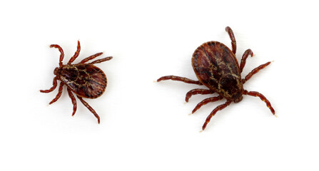 Ticks isolated on white background