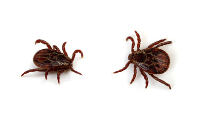 Tick isolated on white background