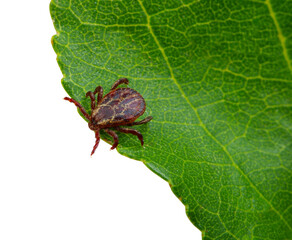 Tick insect sitting on a green leaf