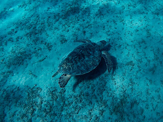 Obraz na płótnie Canvas Turtle in the Red Sea