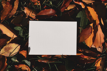 White cards in the autumn forest, near leaves and grass