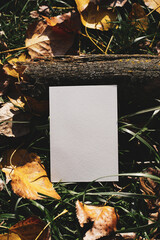 White cards in the autumn forest, near leaves and grass