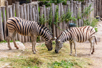 zebra in zoo - two black and white striped zebras eating grass