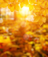  Autumn leaves on the sun and blurred trees