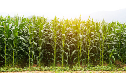growing up of green corn field.
