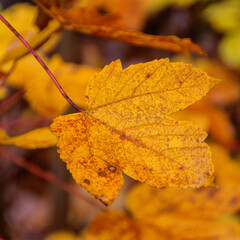 Herbstlaub