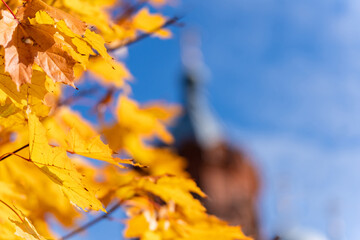 Yellow autumn leaves on a sunny day