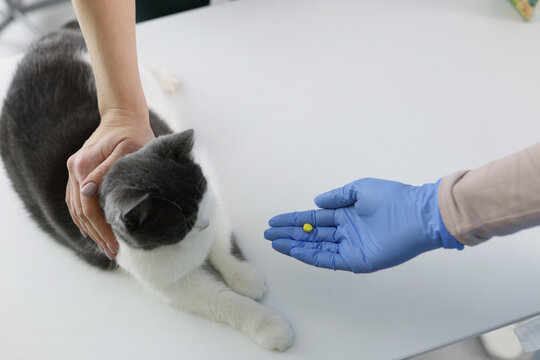 Veterinarian In Rubber Gloves Giving Cat Pill In Clinic Closeup