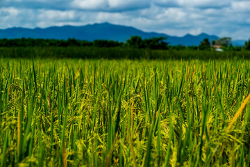 Rice field scenery in the harvest season, Asia