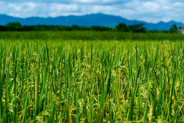 Rice field scenery in the harvest season, Asia