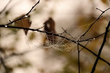 Magical morning dew drops