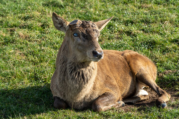 deer in the grass