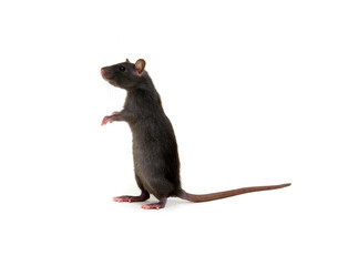 Rat standing on hind legs isolated on white