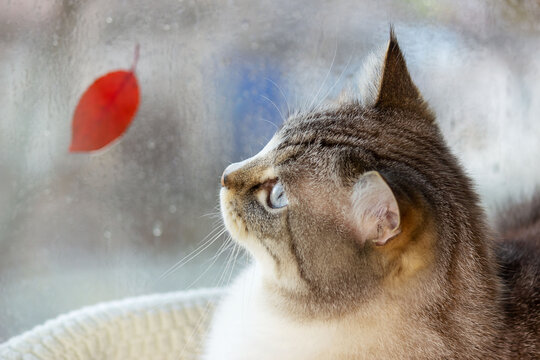 the cat looks out the window at an autumn leaf, rain drops on the glass.