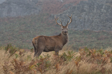Young Red deer buck standing in long grass and ferns.