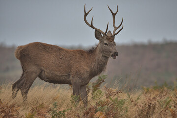 Young Red deer buck standing in long grass and ferns.