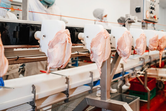 Conveyor Belt Food.Modern poultry processing plant.Meat processing plant.Chicken fillet production line.Automated production line in modern food factory.