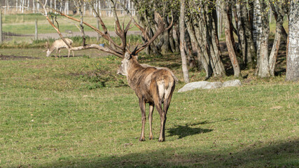 deer in the woods