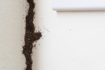 Termite mud tube on the wall - obrazy, fototapety, plakaty