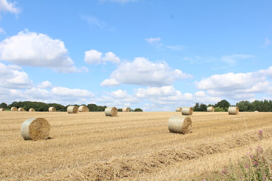 A field on a summer's day with hay bales in a field waiting to be harvested with blue sky and clouds in background, near Wakefield West Yorkshire in the UK