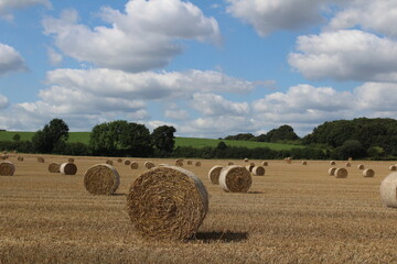 Fototapeta premium A field on a summer's day with hay bales in a field waiting to be harvested with blue sky and clouds in background, near Wakefield West Yorkshire in the UK