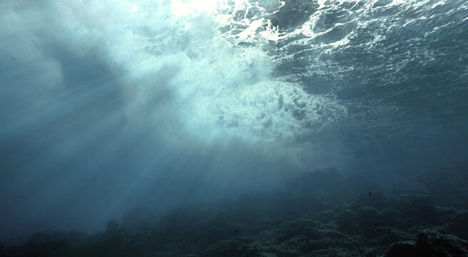 
 Save
Download Preview
Artistic underwater photo of water of life in rays of sunlight. For your luxury interior design.